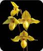 Paph. Lady Isabell x armeniacum green Valley